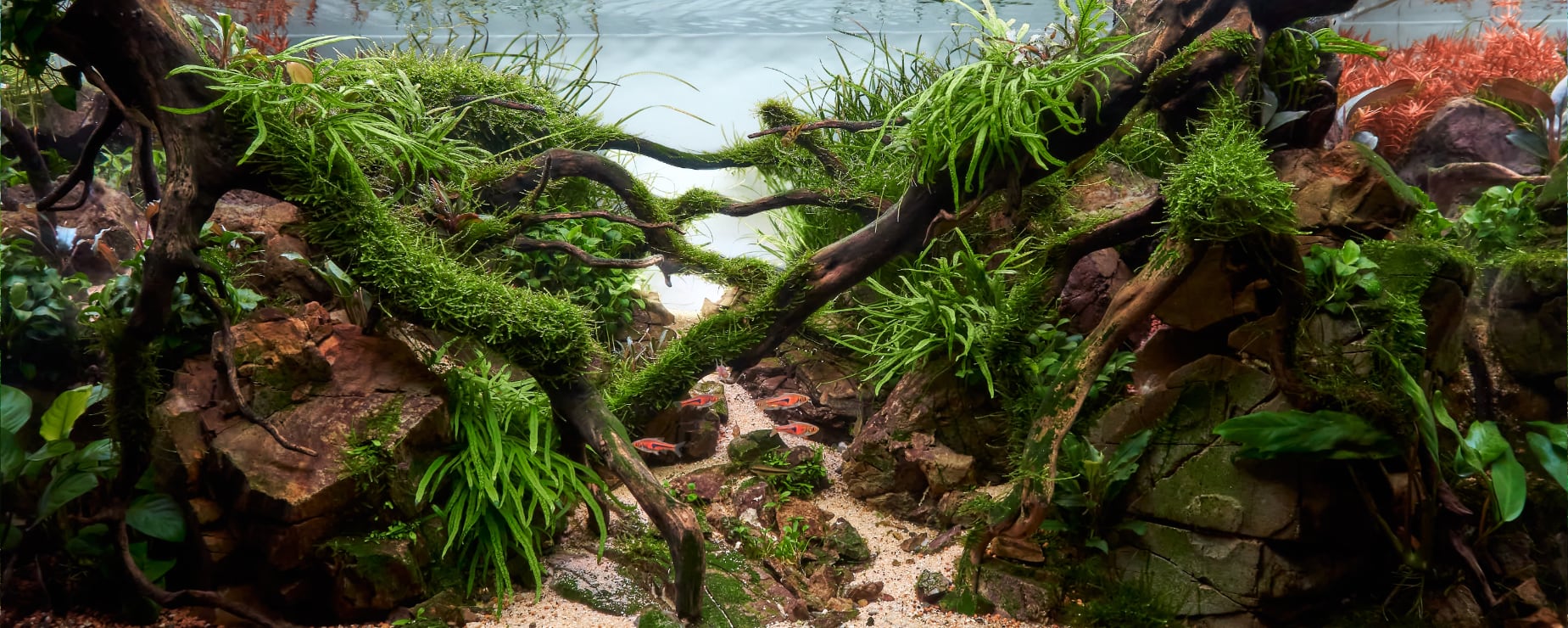 Lush Aquarium Plants Delivered Fast